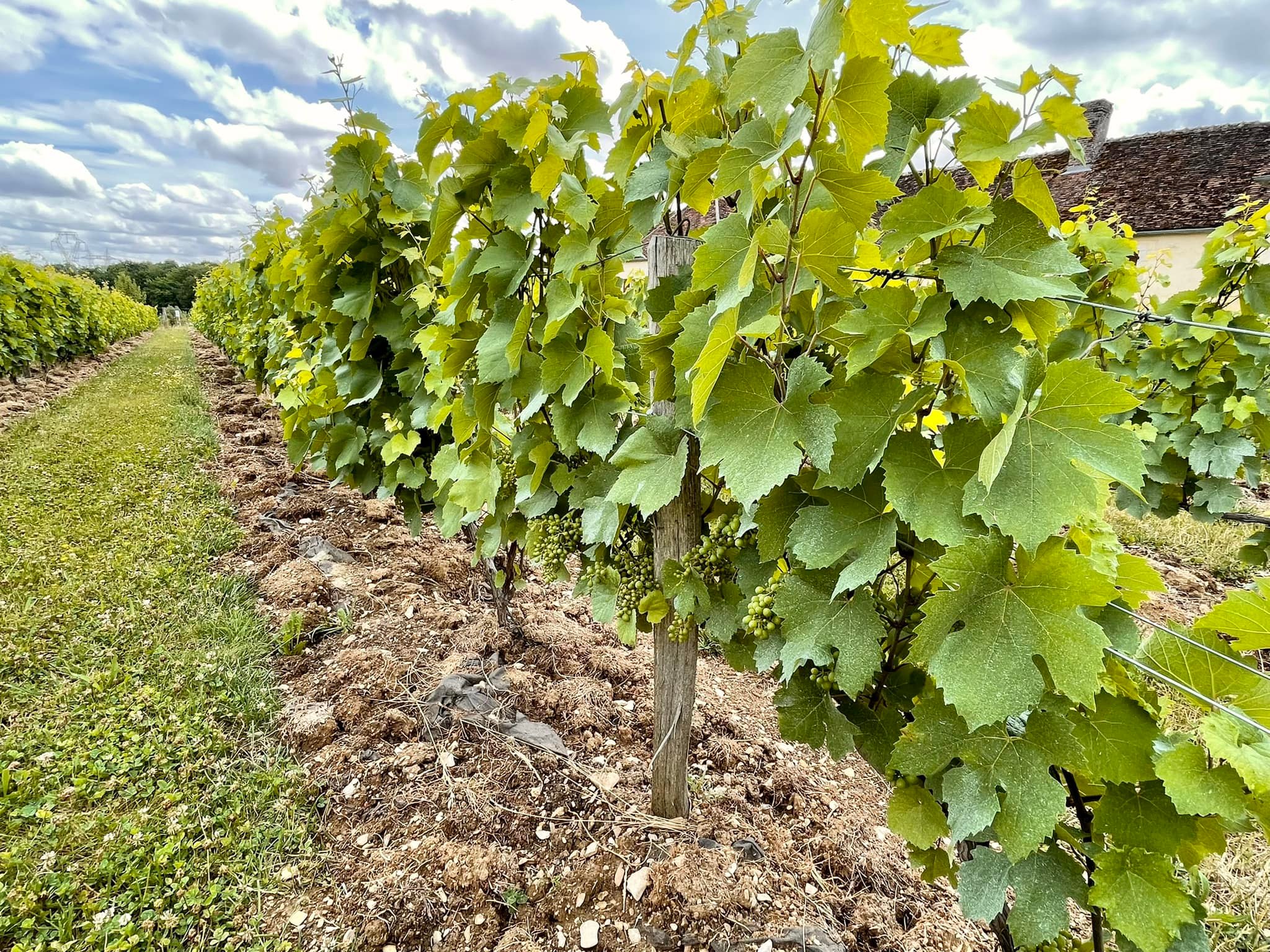 Vigne de la grange de Beauvais