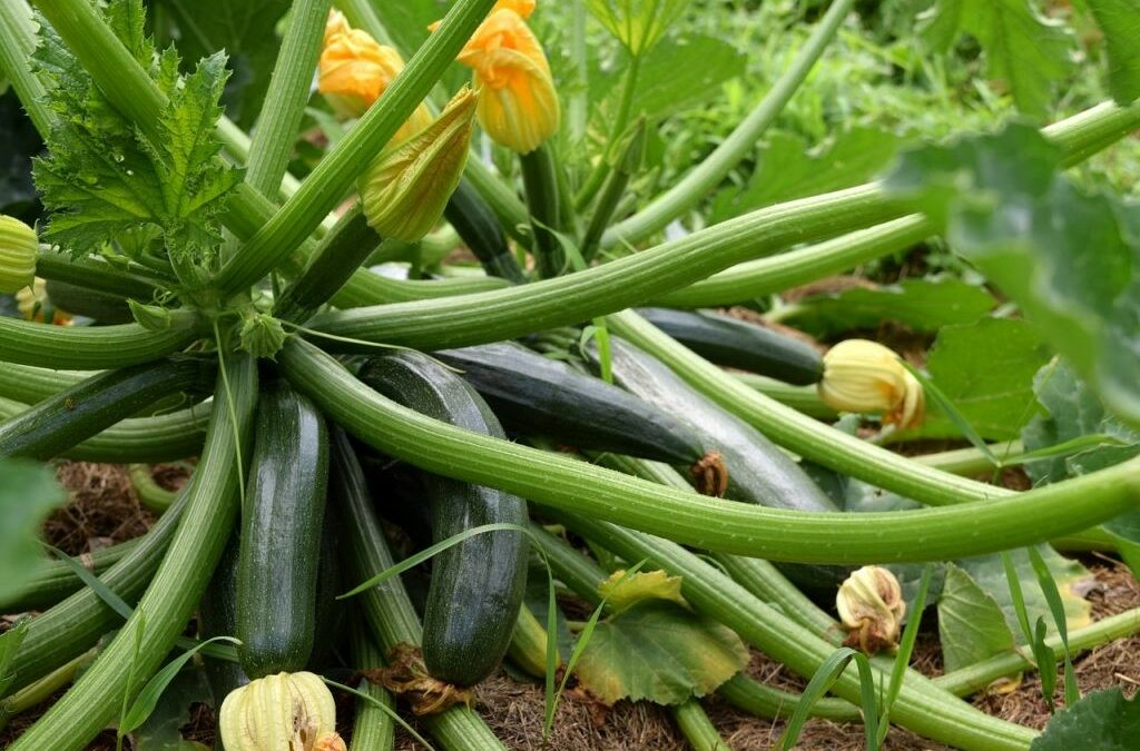 Courgette