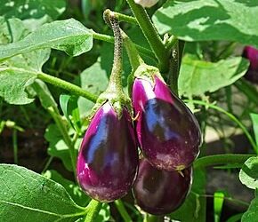 Aubergine