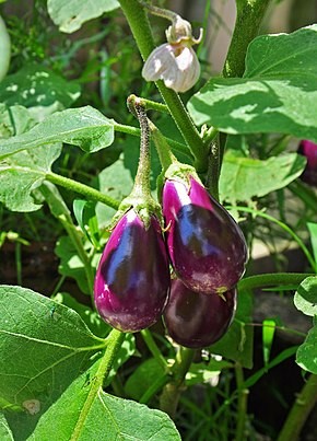 Aubergine