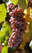 Pinot gris